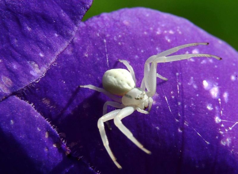 Witte spin in een droom