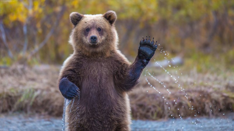 Actions d'ours dans un rêve