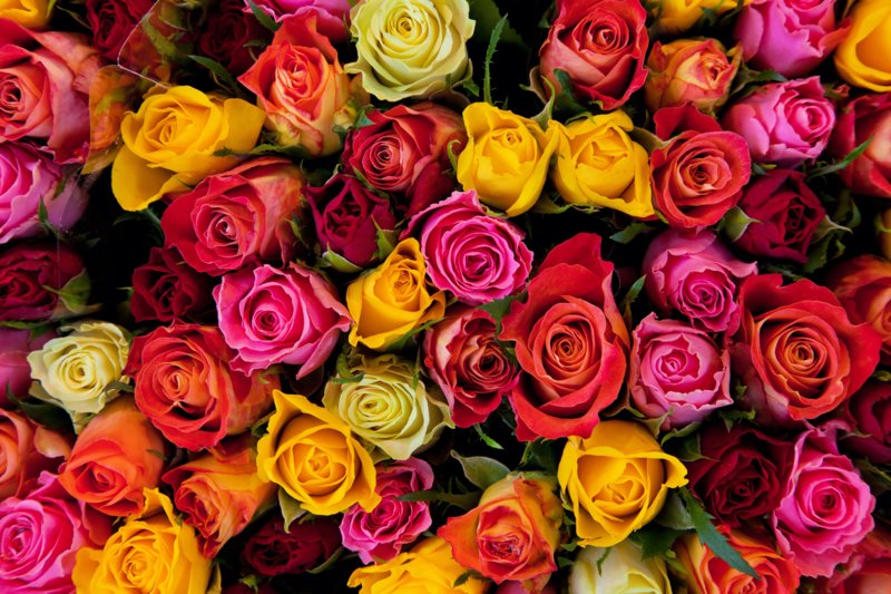 Des roses de couleurs différentes dans un rêve