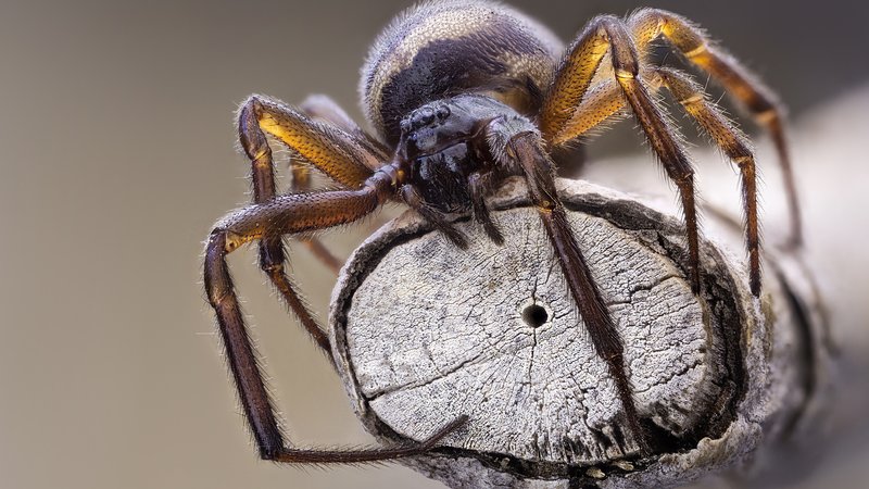 Interpretatie van dromen over spinnen in droomboeken