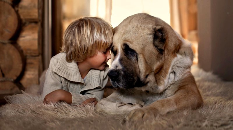 Chien sur un livre de rêves pour enfants