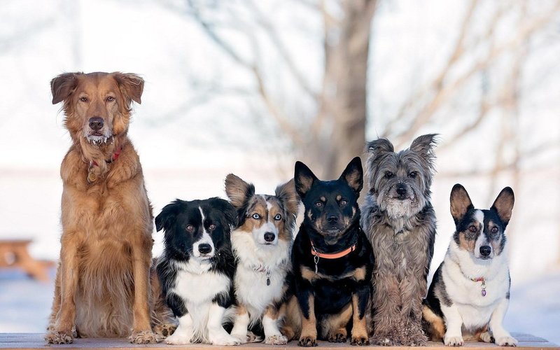 Heel veel honden