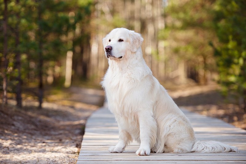 Labrador blanc