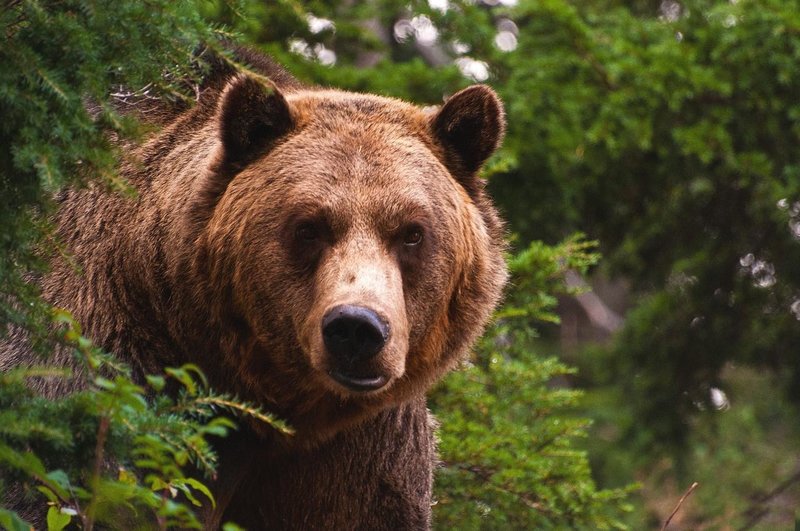 L'image d'un ours en rêve