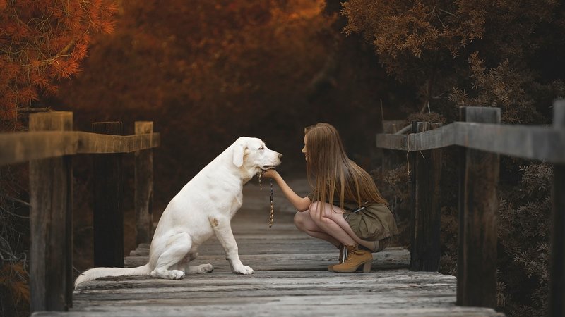 L'image d'un chien dans un livre de rêve féminin