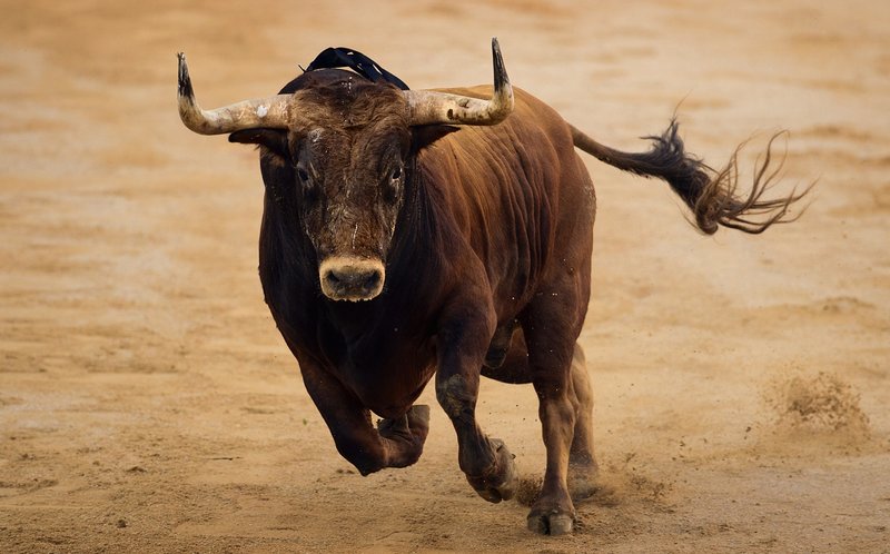 Het gedrag van een stier in een droom