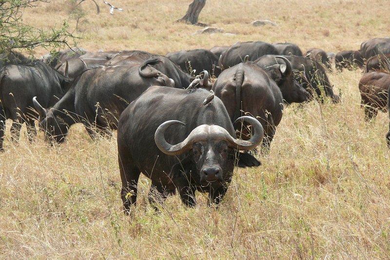 Troupeau de buffles en rêve