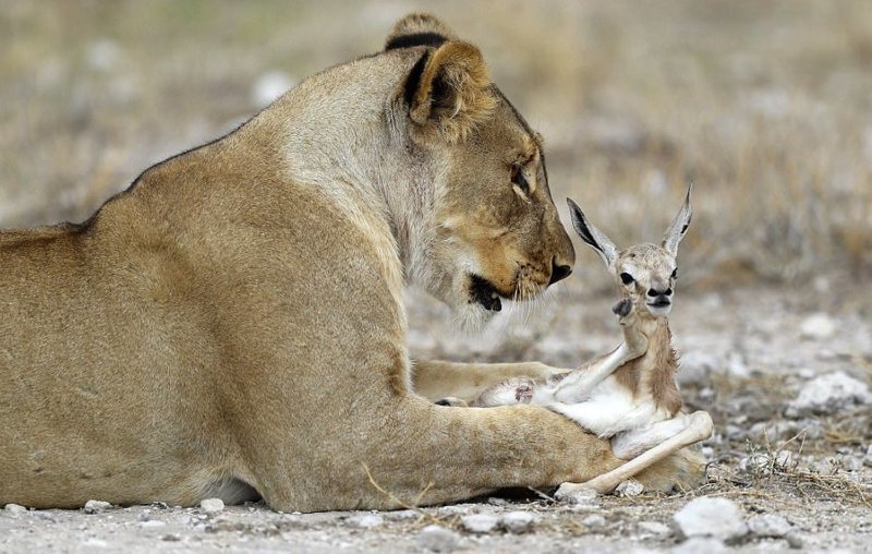 Que signifie une attaque de lion dans un rêve?