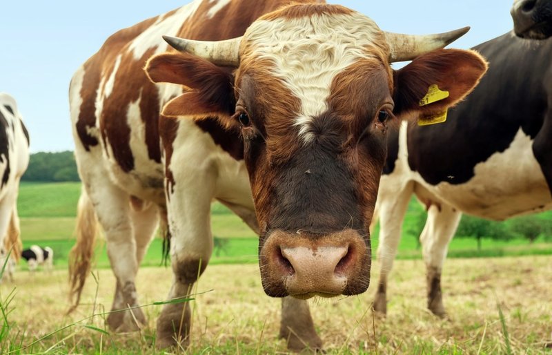 Afmetingen en kleur van een stier in een droom