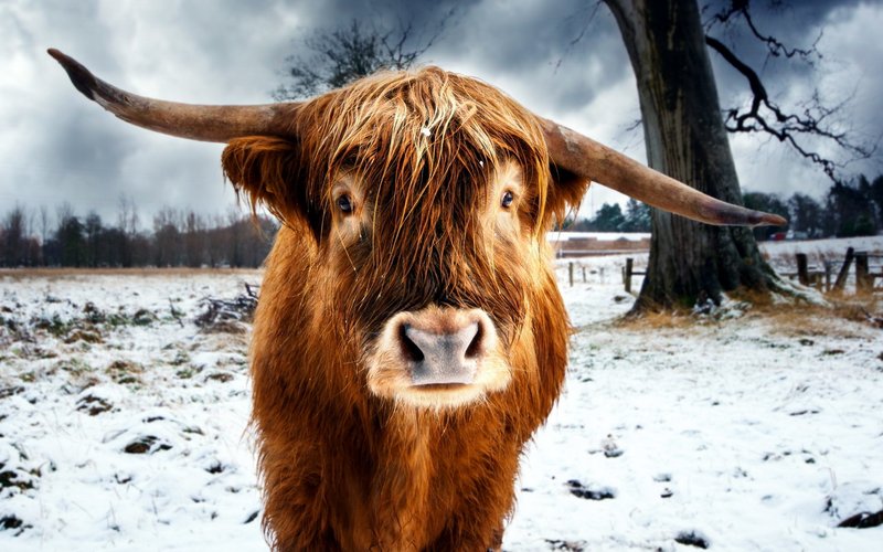 Stier op een droomboek van dieren