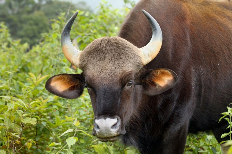 Stier volgens het droomboek van Freud