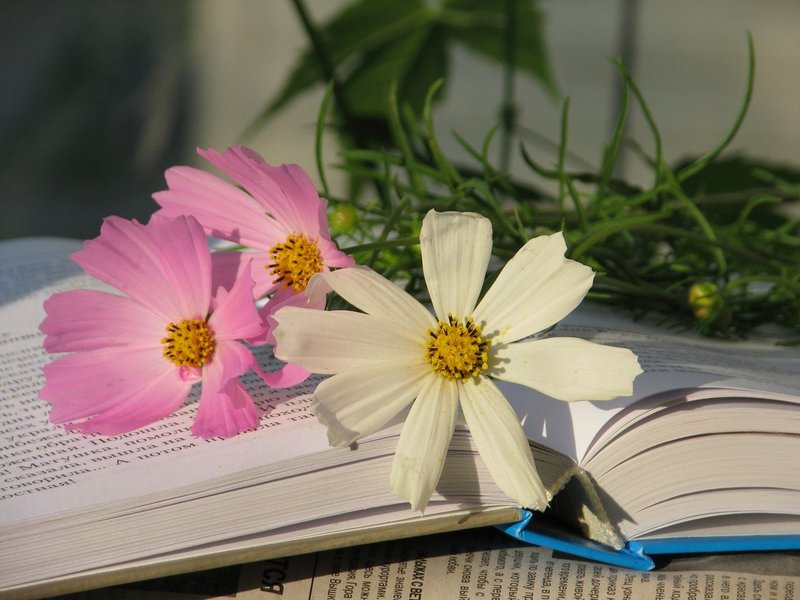 Bloemen volgens droomboeken