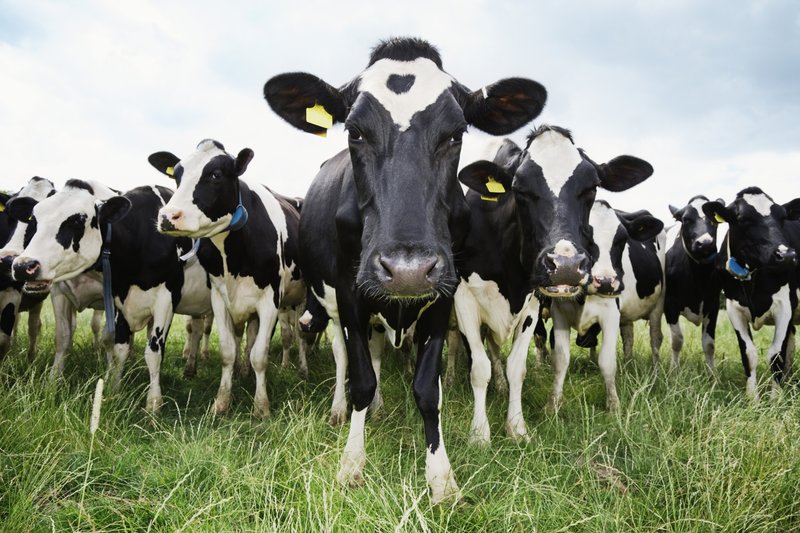 Het beeld van een stier in verschillende droomboeken