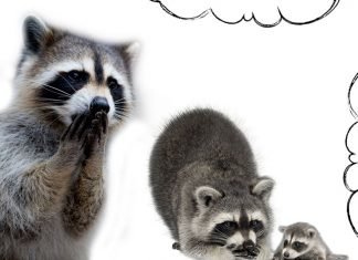 Visul Raccoon