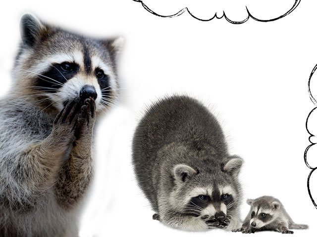 Visul Raccoon