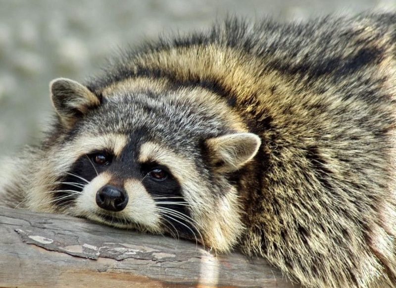 Raccoon conform cărții de vis de zi cu zi