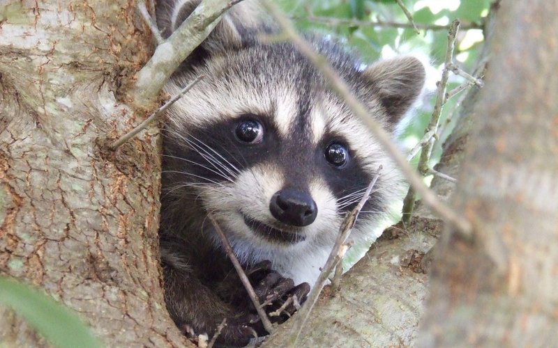 Raccoon de Veles