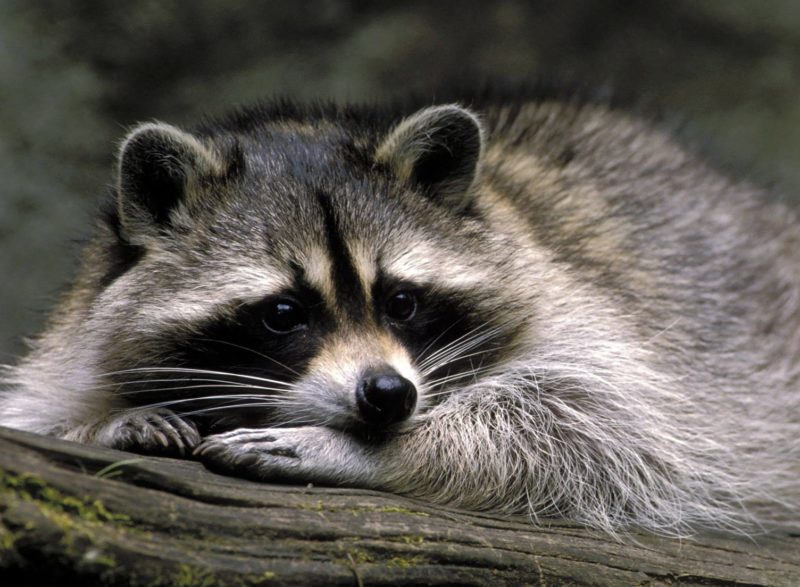 Raccoon de Roberts