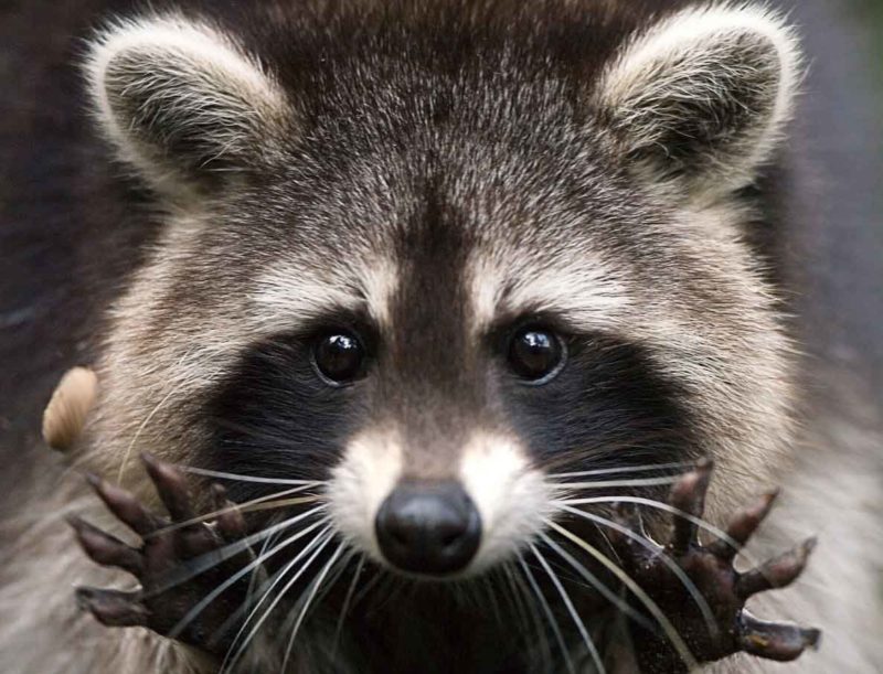 Raccoon într-un vis