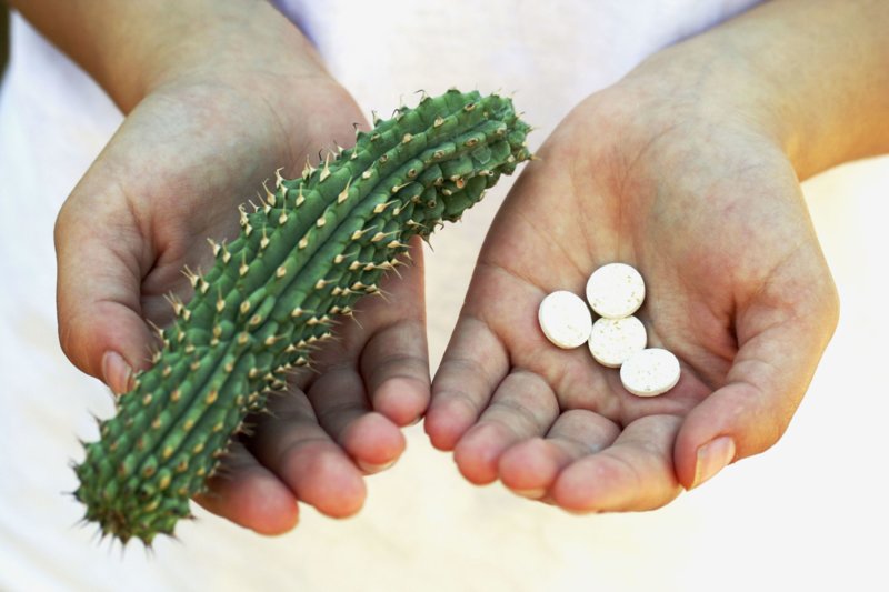 Hoodia Gordoni dans le cadre de Reduslim