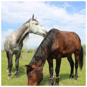 Les chevaux