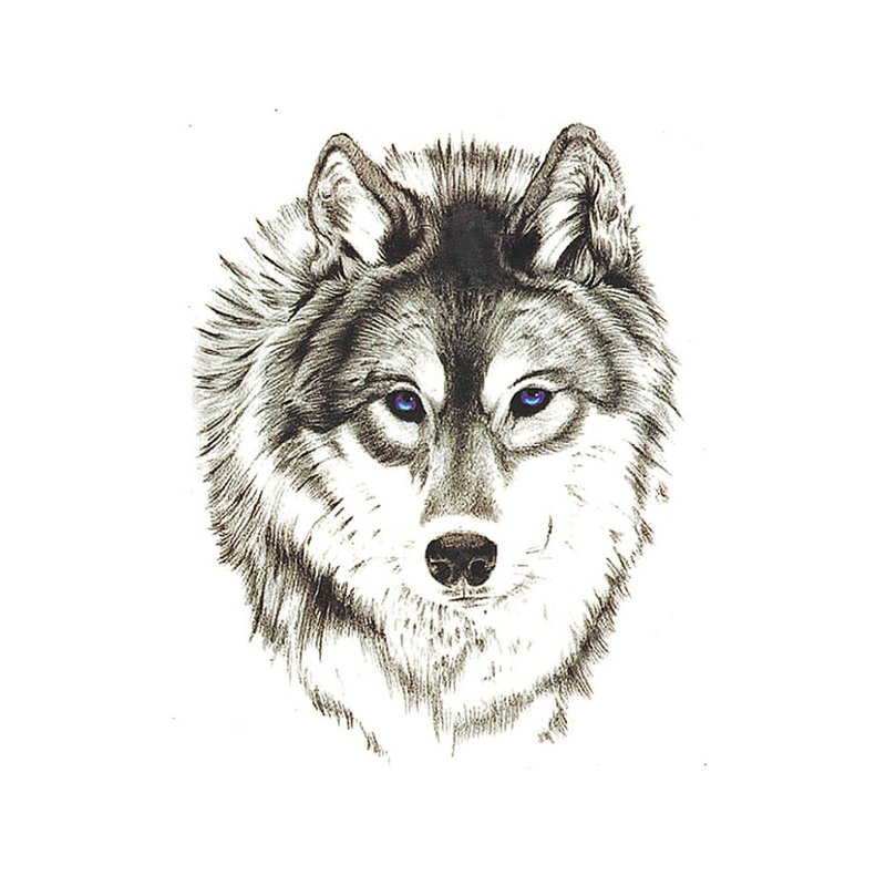 Esquisse de loup pour tatouage