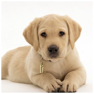 Labrador puppy